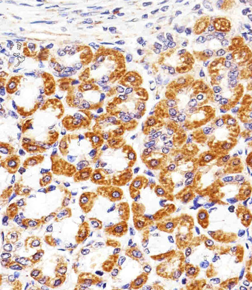 IHC-P - CYC1 Antibody (Center) AP20574c